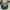 Polo Ralph Lauren Y2K Sportswear Hat Pria khaki photo 2