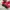 Puma Casual Sneakers Pria white red photo 6