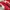 Puma Casual Sneakers Wanita white red photo 2