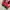 Puma Casual Sneakers Wanita white red photo 6