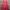 Casual Casual dress Wanita burgundy pink photo 2