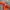 Chase Nascar Streetwear Y2K Hat Pria orange photo 6