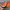 Chase Nascar Streetwear Y2K Hat Pria orange photo 2