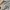 Adidas Streetwear T-shirt Pria white photo 5