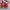 Nike Casual Sneakers Pria white red photo 5
