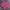 Arnold Palmer Coquette Casual Kimono Pria pink photo 2