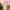 Casual Nightgown Wanita pink photo 1