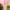 Casual Nightgown Wanita Pink