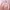 Casual Nightgown Wanita pink photo 2