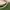 Minimalist Crop top Wanita green cream photo 4