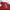 Nike Biker Sportswear T-shirt Pria red photo 3