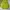 Vivastudio Streetwear Sweater Pria green photo 1