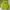 Vivastudio Streetwear Sweater Pria Green