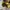 Onitsuka Tiger Casual Sneakers Wanita yellow black photo 6