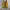 Onitsuka Tiger Casual Sneakers Wanita yellow black photo 3