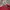 Umbro Casual Polo shirt Pria red photo 4