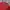 Umbro Casual Polo shirt Pria red photo 2