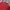 Umbro Casual Polo Shirt Pria Red