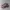 Asics Gel-Lyte III Watershed Rose Size photo 4