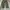 Uniqlo Indie Casual Casual pants Pria green photo 2
