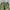 Uniqlo Indie Casual Casual pants Pria green photo 6