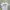 Marithè Fràncois Girbaud Streetwear T-shirt Pria white photo 1