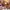 032c Indie Cosplay Scarf Wanita cream tan photo 1