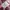 MLB Vintage Y2K Bomber jacket Pria pink photo 8