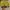 True Religion Y2K Hat Pria yellow gray photo 3