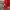 A Bathing Ape Y2K Skater Track jacket Pria red photo 3