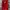 A Bathing Ape Y2K Skater Track jacket Pria red photo 2