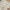 Shein Casual Casual dress Wanita tan photo 1