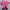 Casual Shirt Wanita pink photo 2