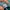 Adidas Indie Casual Sneakers Pria green white photo 6