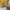 Japanese brand Luxury Crop top Wanita gold yellow photo 4