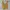 Japanese brand Luxury Crop top Wanita gold yellow photo 5