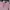 Polo Ralph Lauren Casual Polo Shirt Pria Pink