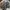 Uniqlo Casual Formal shirt Pria khaki black photo 1