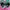 Adidas Streetwear Casual Sneakers Pria green white photo 5