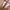 Vivienne Westwood Luxury Lolita Flat Wanita pink photo 3