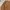Casual Sweatshirt Pria Brown