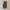 Dickies Casual Short Pria brown photo 1