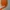 Minimalist Corset Wanita orange black photo 4