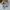 Steve Madden Luxury Heels Wanita white photo 3
