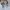 Steve Madden Luxury Heels Wanita white photo 6