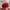 New Era Streetwear Sportswear Hat Pria red photo 4