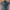 Rip Curl Streetwear Sportswear Casual Shirt Pria Navy Blue