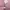 Polham Minimalist Windbreaker Kids pink photo 6