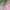 Polham Minimalist Windbreaker Kids pink photo 2