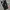 Dickies Y2K Casual Casual pants Pria black photo 1